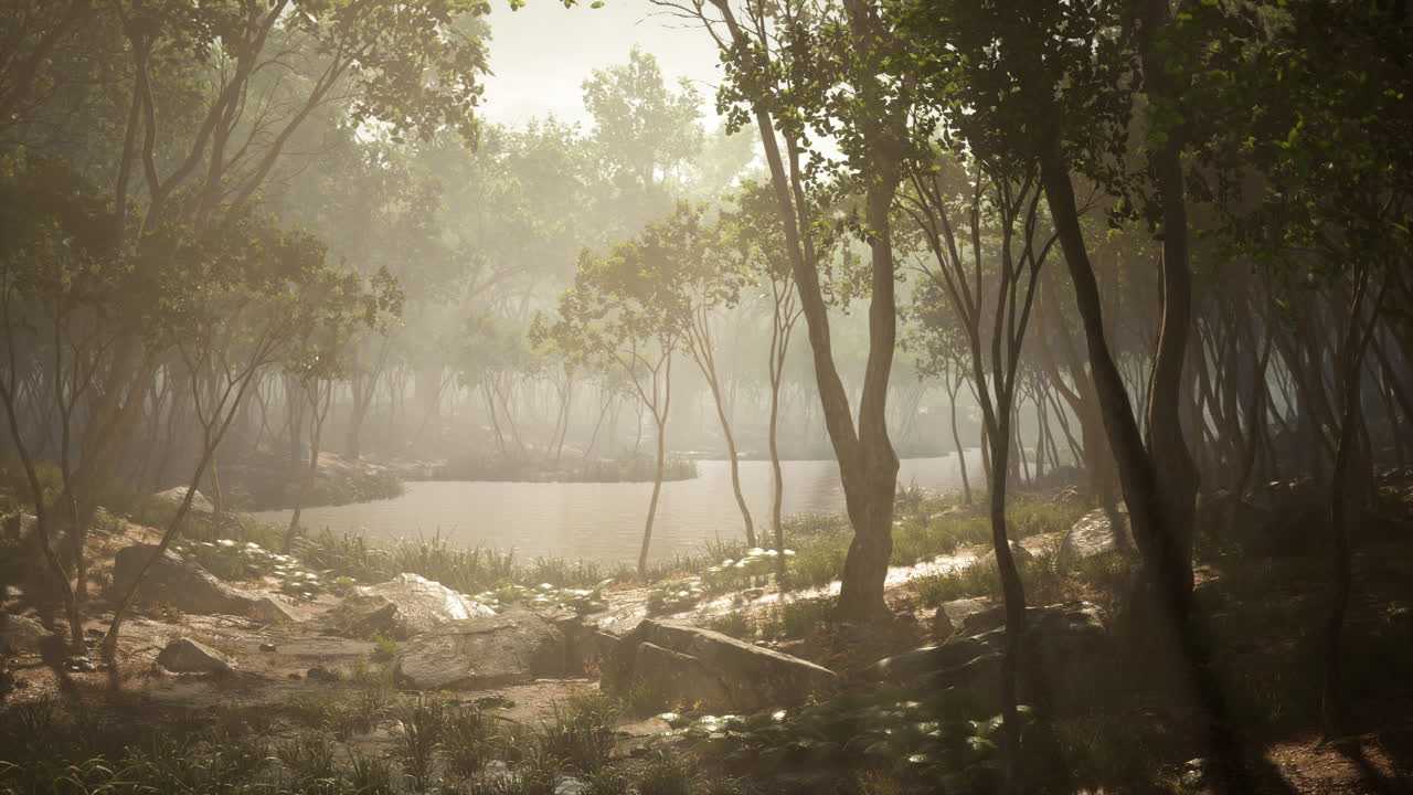 Fiume in una foresta misteriosa con nebbia