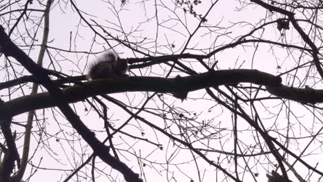 ardilla en las ramas de los árboles contra el cielo despejado durante la madrugada en irlanda del sur, cerca de dublín.