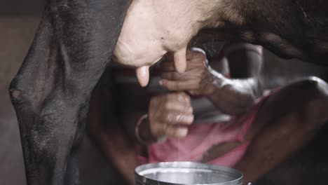 Sanfte-Hände-Arbeiten-Rhythmisch-Und-Entlocken-Einer-Zufriedenen-Kuh-Warme-Milch