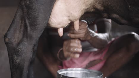 manos suaves trabajan rítmicamente, persuadiendo leche caliente de una vaca satisfecha