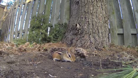 Ein-Streifenhörnchen,-Das-Sich-Von-Samen-Ernährt