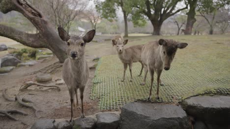 Deer-in-Nara-Japan-bowing-in-hopes-of-receiving-Deer-Senbei