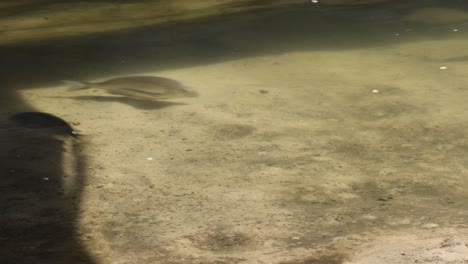 group of fish moving in clear shallow water