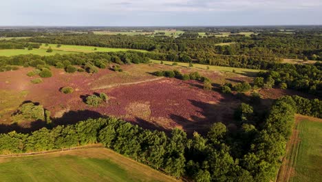 aerial view of heathland landscape