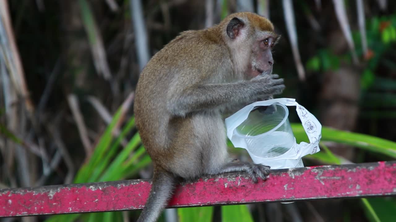 Slowmo Shot of Monkey Eating From Leftovers