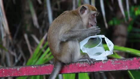 slowmo shot of monkey eating from leftovers