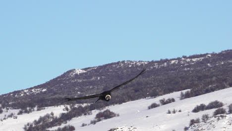 Adult-Andean-Condor-soaring-over-the-snow-covered-mountains-of-Patagonia-during-winter-displaying-enormous-wingspan-in-slowmotion