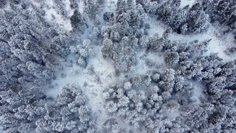 Top-down-drone-shot-of-the-frozen-forest-with-snow