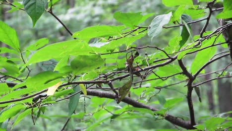 Blätter-Auf-Sehr-Grünem-Baum-Im-Wald-Während-Des-Frühlingssommers,-Der-Sich-Zum-Wind-Bewegt