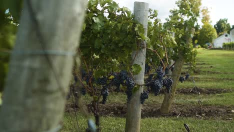 clusters of grapes at the end of the row in a vineyard