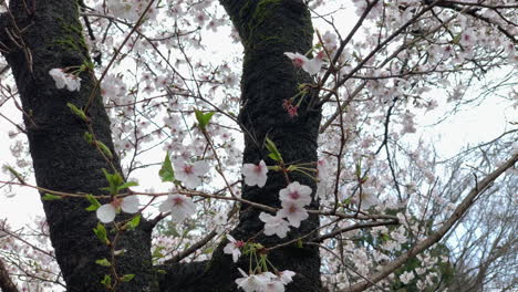 Pink cherry blossoms on the trunk of the tree in the Inokashira park