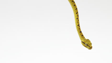 Young-green-tree-python-hanging-down---isolated-on-white-background-with-copy-space-left