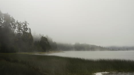 flying backwards over reeds on a misty marsh, low visibility on a dark