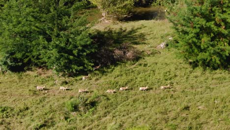 Drohnen-Luftaufnahmen-Von-Springböcken,-Die-Rennen,-Um-Sich-Der-Hauptherde-Anzuschließen