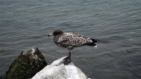 seagull on top of a rock at peruvian beach