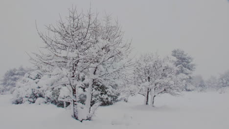 winter white snow covered trees in frosty fairy-tale blizzard slow pan right