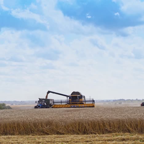 panoramic view of the field with agricultural machinery. harvesting ripe wheat. combine harvester is unloading grains into tractor trailer.