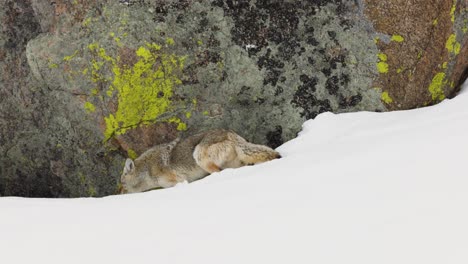 Coyote-looking-for-food-in-the-Winter-in-Montana