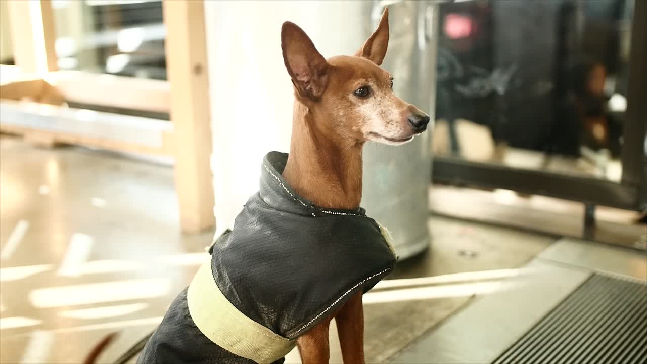 암스테르담의 개, 슬로우 모션. 더 가까운 버전