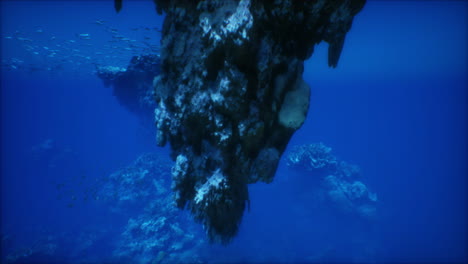 underwater coral reef with fish