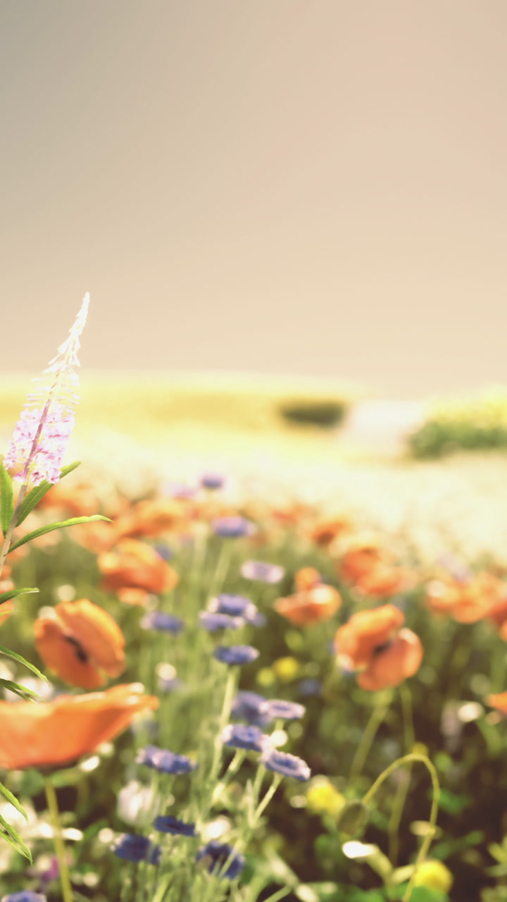 Vibrant flowers bloom in a sunny meadow during a tranquil spring morning