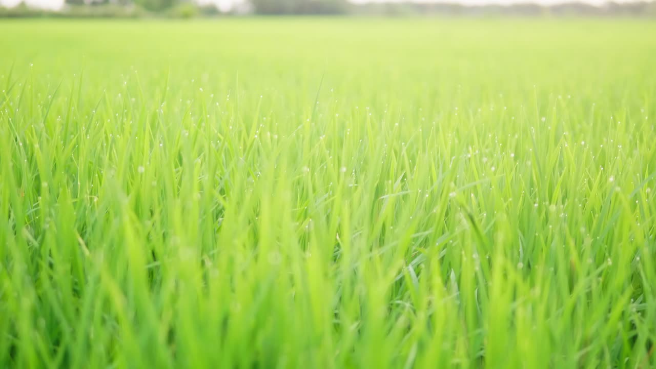 일몰 시간에 유기농 농장의 멋진 논에서 아름다운 벼를 닫습니다