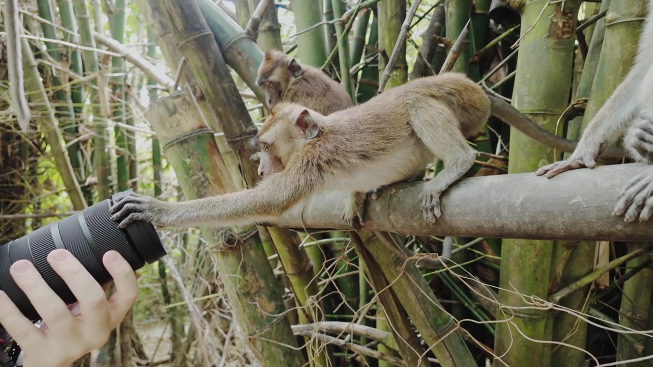 Macaco curioso alcanzando la lente de la cámara dentro del bosque del santuario de monos de Oslob