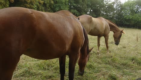 Closeup-at-brown-horses-grazing-in-rural-green-forest,-couple-eat-together