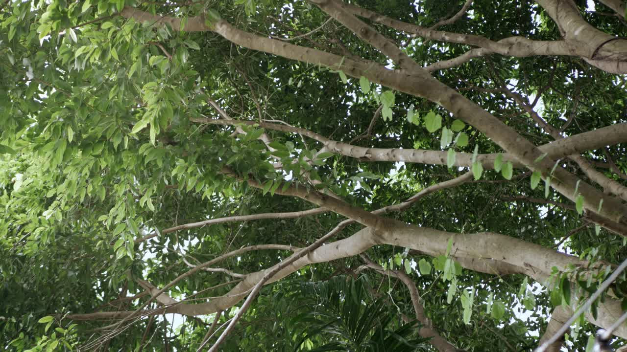 hojas de árboles en la vista del bosque de árboles grandes desde el suelo