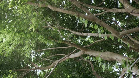 Hojas-De-árboles-En-La-Vista-Del-Bosque-De-árboles-Grandes-Desde-El-Suelo