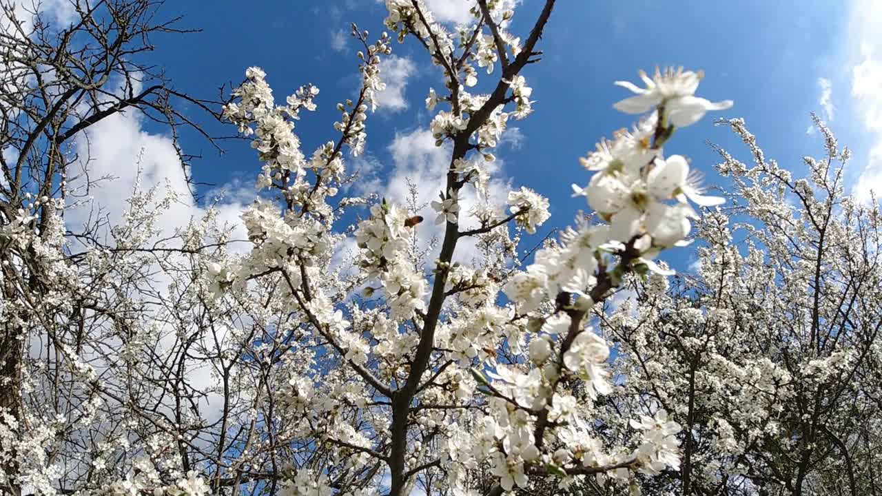 A bee talking off the blooming branch of plum with white flowers. Slow motion camera movement.