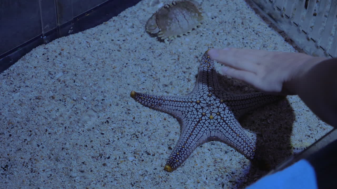 hembra tocando con la mano a las estrellas de mar en el acuario