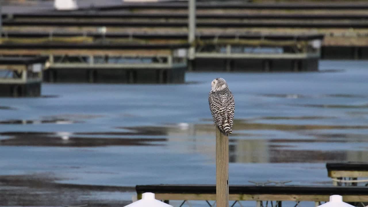 Wide shot of snowy owl on perch in icy lake