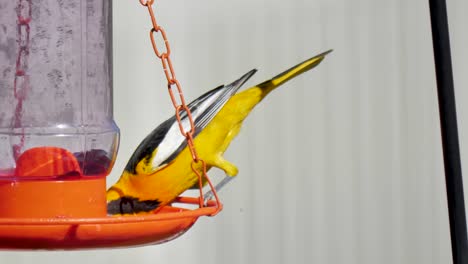 adult male bullock's oriole eating from a backyard jelly feeder