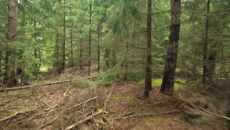 ramas del suelo del bosque de pino árbol caído día dolly aéreo