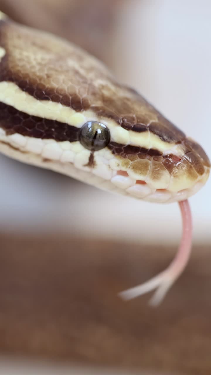 A corn snake flicks its tongue in a well-lit, close-up shot, highlighting its detailed scales and curious behavior