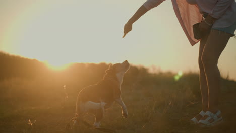 woman instructing her dog during golden hour in outdoor field, happy beagle turning around, interacting playfully with owner, warm sunlight bathes scene