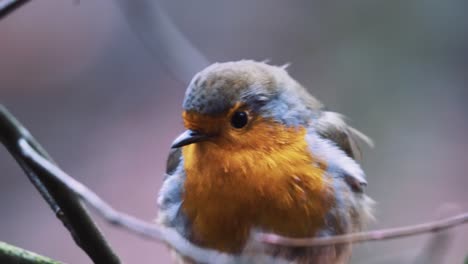 cerca de un petirrojo europeo sentado en una rama de árbol