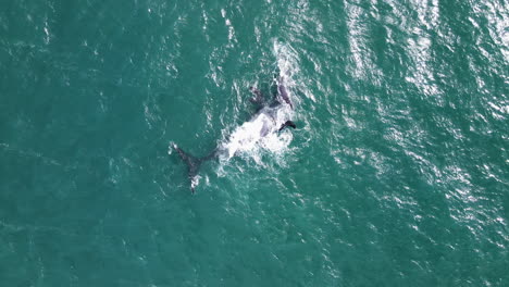 Whale-floating-on-back-with-bird-like-white-patch-on-belly,-playful-calf