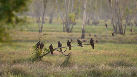 black-eared kites, milvus lineatus, seven of them perched on a low branch while one at the background changes position my flying in pak pli, nakhon nayok, thailand