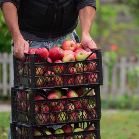 man carries apples in plastic boxes. stack of drawers with harvest of apples. farmer puts drawers with fresh fruits one on one in the garden.