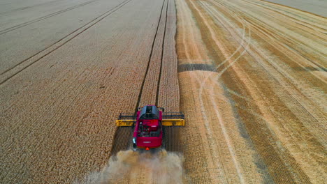 red harvesting machine harvests crop in endless field. dry wheat in field. video from above on working technic.
