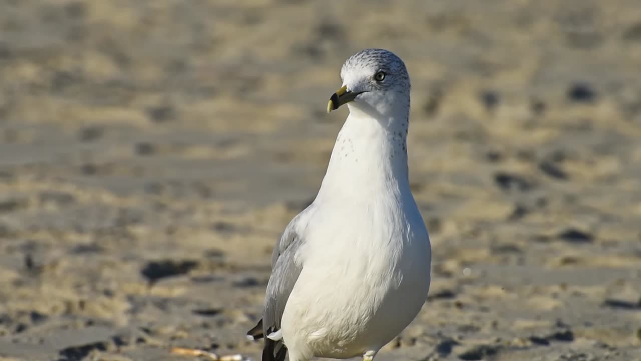 Gray gull walking on the sand in sunlight