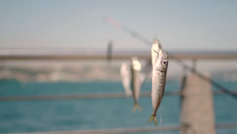 fishing in the sea