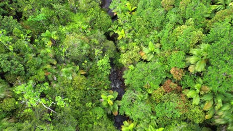drone de ojo de pájaro de la cascada de sauzier, denso bosque tropical con palmeras y piedra de granito, mahe seychelles 30fps 10