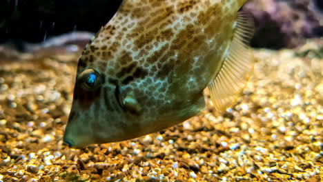 a thread-sail filefish or stephanolepis cirrhifer foraging along the sandy ocean floor - isolated close up