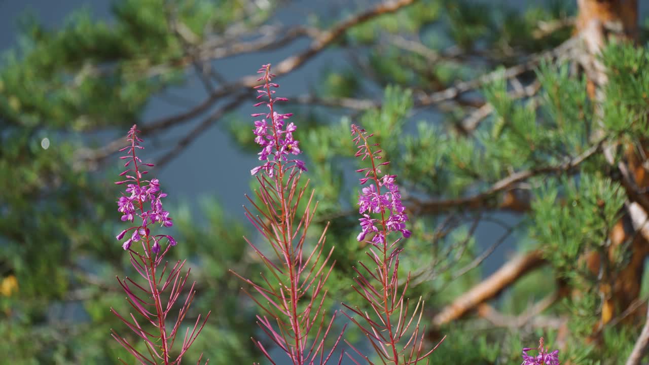 밝은 분홍색 fireweed 꽃