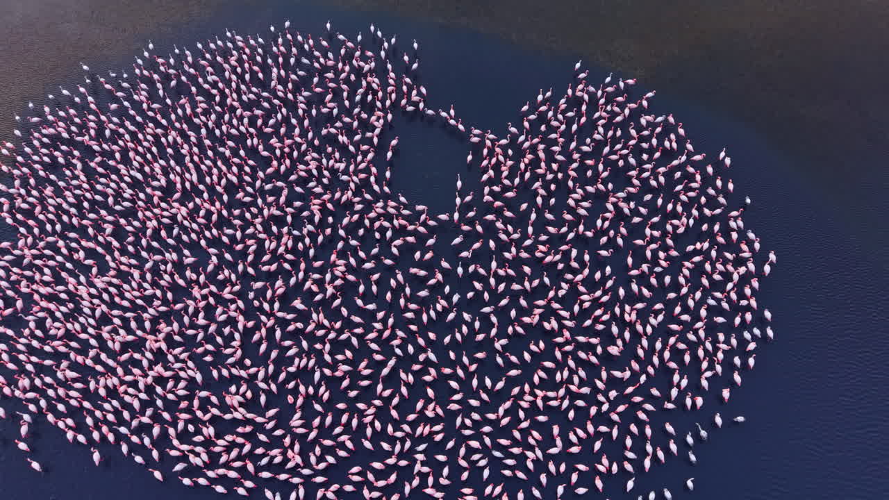 Flamingos gather in beautiful formation over shimmering water at sunset in a tranquil nature reserve