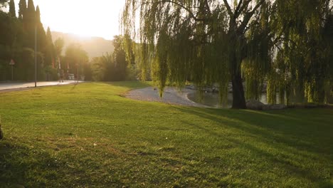 Morning-by-the-Lake-Garda,-single-big-willow-tree-back-lit-by-sunrise,-sunlight