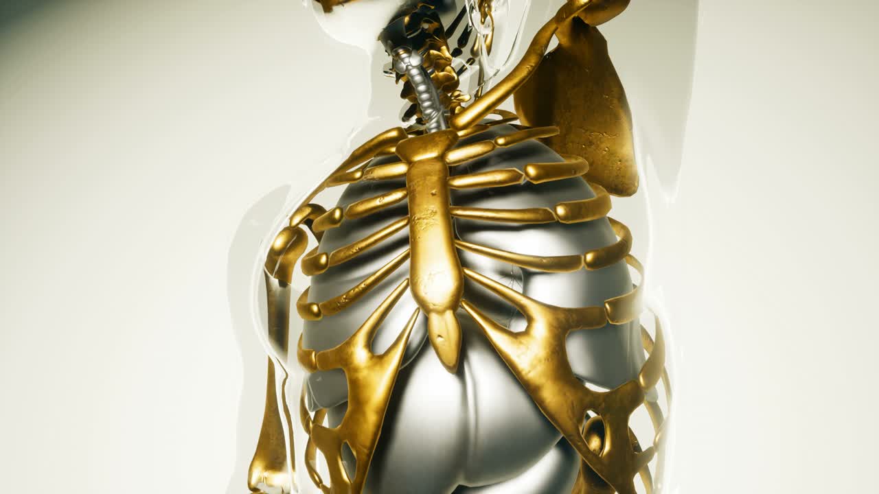 modelo de huesos de esqueleto humano con órganos